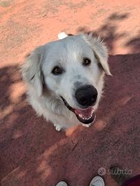 Cane Pastore Maremmano