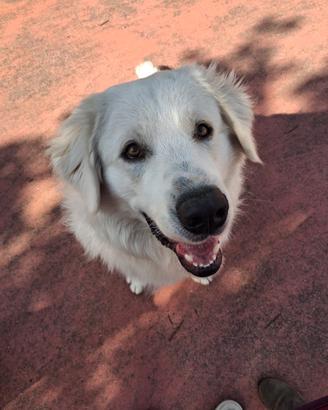 Cane Pastore Maremmano
