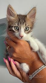 Gatto pelo lungo e corto domestico dolce