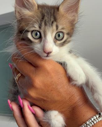 Gatto pelo lungo e corto domestico dolce