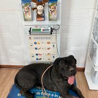 Cane corso per monta