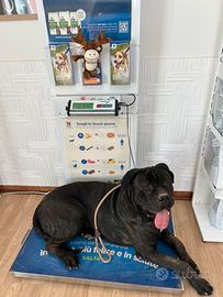 Cane corso per monta