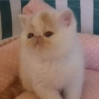 Cuccioli exotic shorthair alta geneologia