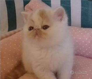 Cuccioli exotic shorthair alta geneologia