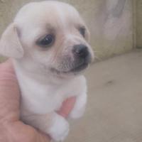 Cuccioli di incrocio tra pinscher e chihuahua