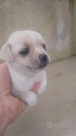 Cuccioli di incrocio tra pinscher e chihuahua