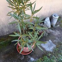 piantine di oleandro