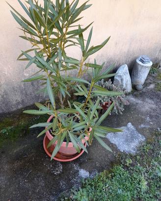 piantine di oleandro