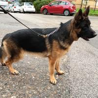 Cucciolona di pastore tedesco