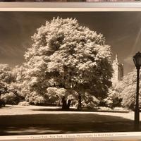 Stampa Central Park NY