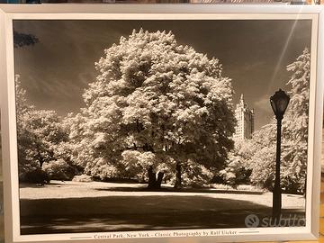 Stampa Central Park NY