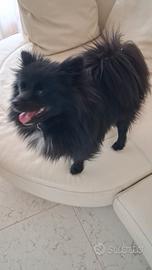 Pomerania femmina per monta