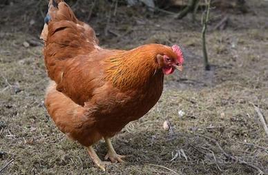 Galline Ovaiole Rosse