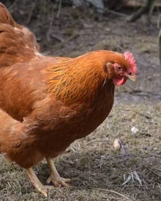 Galline Ovaiole Rosse