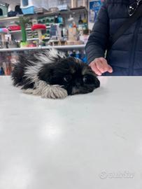 Cucciolo di shih tzu