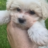 Maltipoo