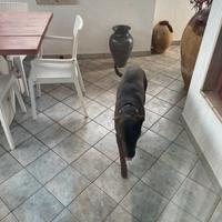 Incrocio pitbull -Labrador