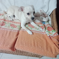 Chihuahua maschio di 5 mesi