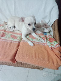 Chihuahua maschio di 5 mesi