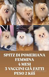 SPITZ DI POMERIANA 4 mesi
