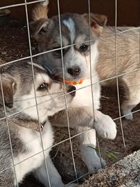 Husky