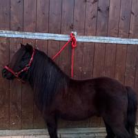 Stallone Monta pony shetland