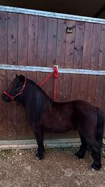 Stallone Monta pony shetland