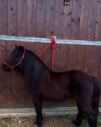 Stallone Monta pony shetland