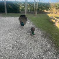 Pavoni comuni primo anno di eta