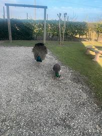 Pavoni comuni primo anno di eta