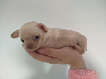 Chihuahua maschio