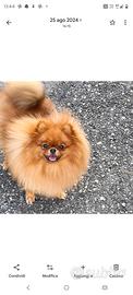 Volpina di Pomerania per accoppiamento
