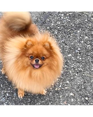 Volpina di Pomerania per accoppiamento