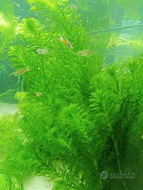 Egeria Najas
