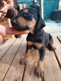 cuccioli segugio italiano pelo raso 