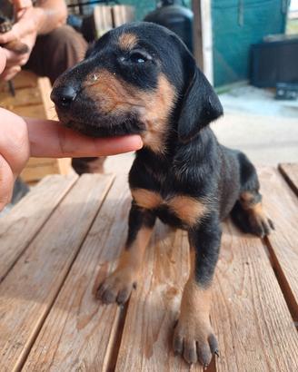 cuccioli segugio italiano pelo raso 