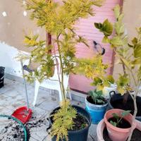 Mimosa albero