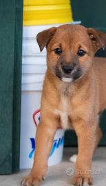 Cucciolo maschio shiba inu due mesi