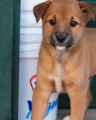 Cucciolo maschio shiba inu due mesi