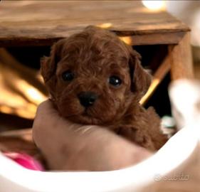 Barboncini super mini toy red asiatici