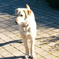 Cagnolina affettuosa e educal similar Labrador