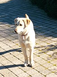 Cagnolina affettuosa e educal similar Labrador