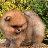 Cuccioli volpino pomerania spitz mini toy