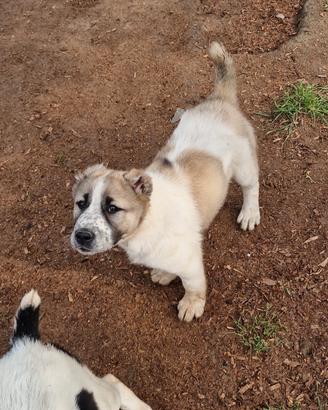 Cuccioli di Pastore dell'Asia Centrale ALABAI