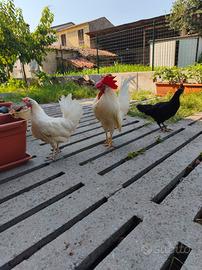 Galline ovaiole