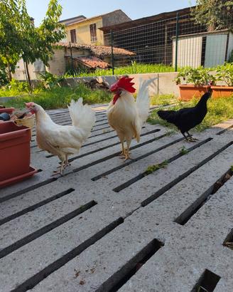 Galline ovaiole