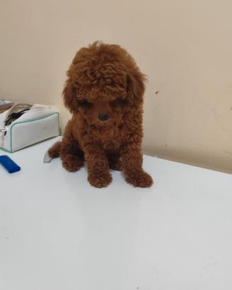 Cucciolo Barboncino Toy Colore Red Braun