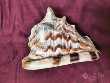 CONCHIGLIA GIGANTE 