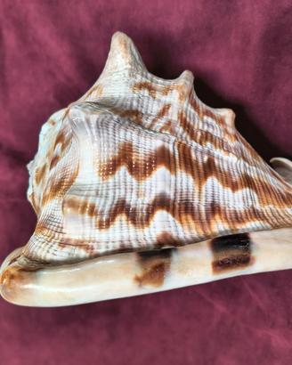 CONCHIGLIA GIGANTE 