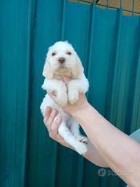 Cuccioli Spinone Italiano - Cani da Caccia